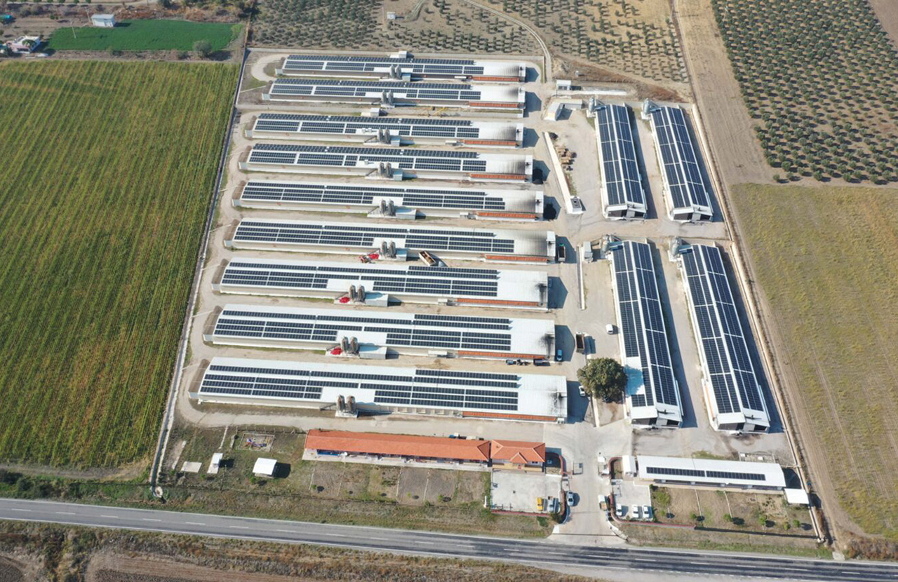 Manisa poultry production region