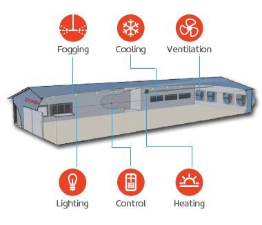 Broiler chickens in poultry housing