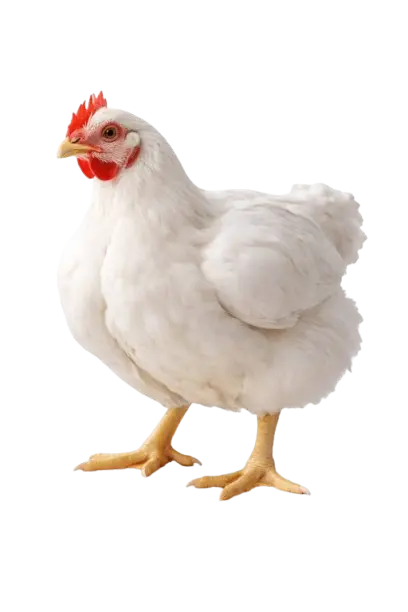 Chicken Broiler Farm Investment