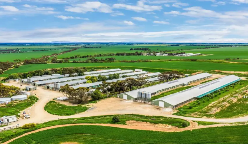 Chicken Farm Investment Location - Manisa