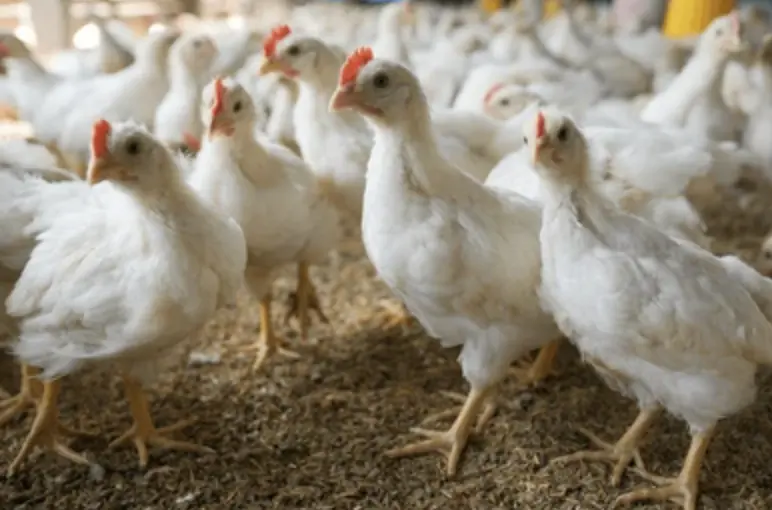 Integrated Production Site