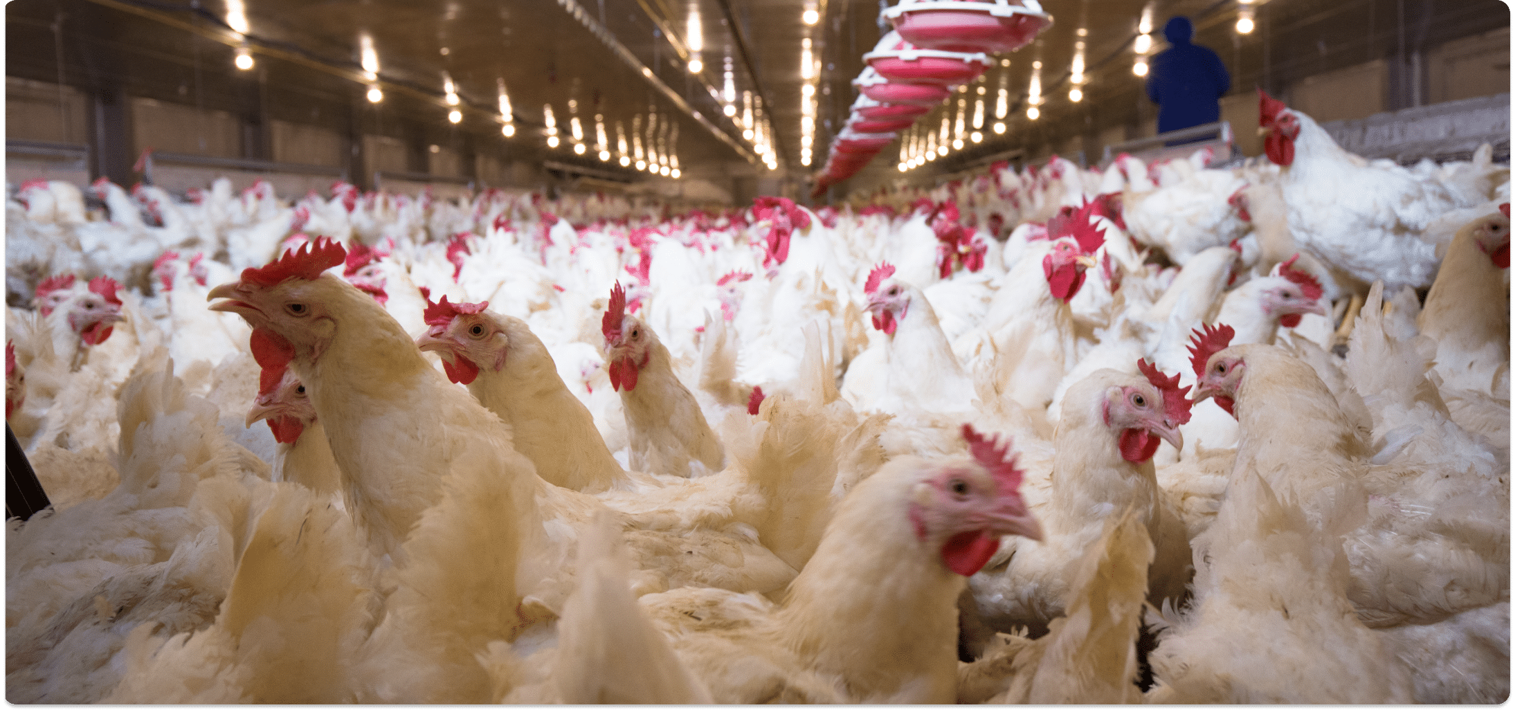 Broiler Tavuk Kümesi Yatırımı: 4 Yılda Amorti Eden Stratejiler