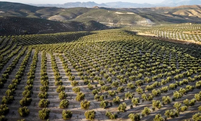 How to Buy Olive Farmland in Turkey as a Foreign Investor