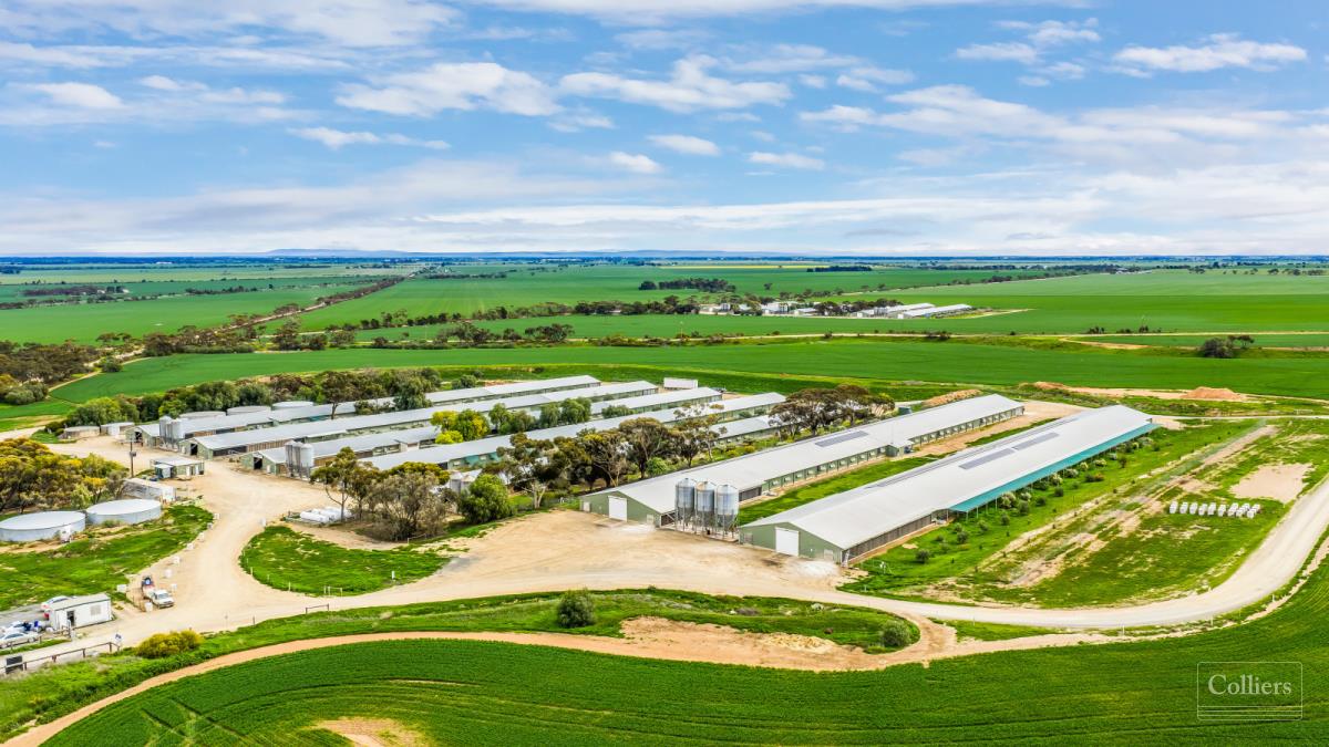 Asset Backed Agricultural Investment with Title Deed Ownership and Passive Income from Poultry Farming