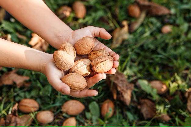 How profitable is a walnut farm?