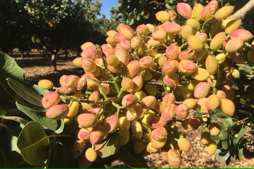 Is Pistachio Tree Farming Profitable?