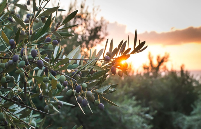 Investing in Olive Orchards: A Growing Opportunity for Sustainable Returns