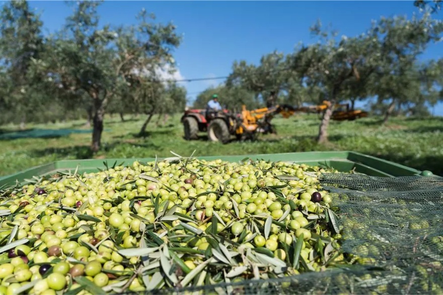 Agrolidya’s Turnkey Investment Model in Türkiye: Farming Without Farming