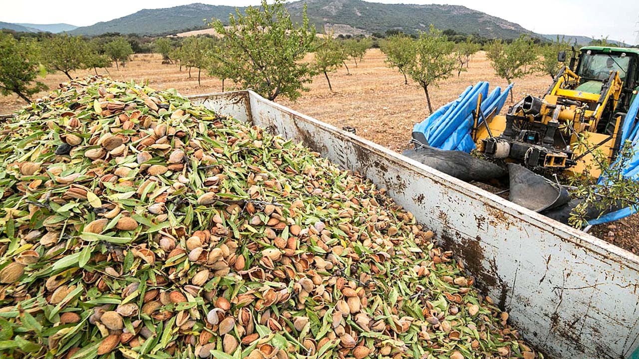How profitable is a almond farm?