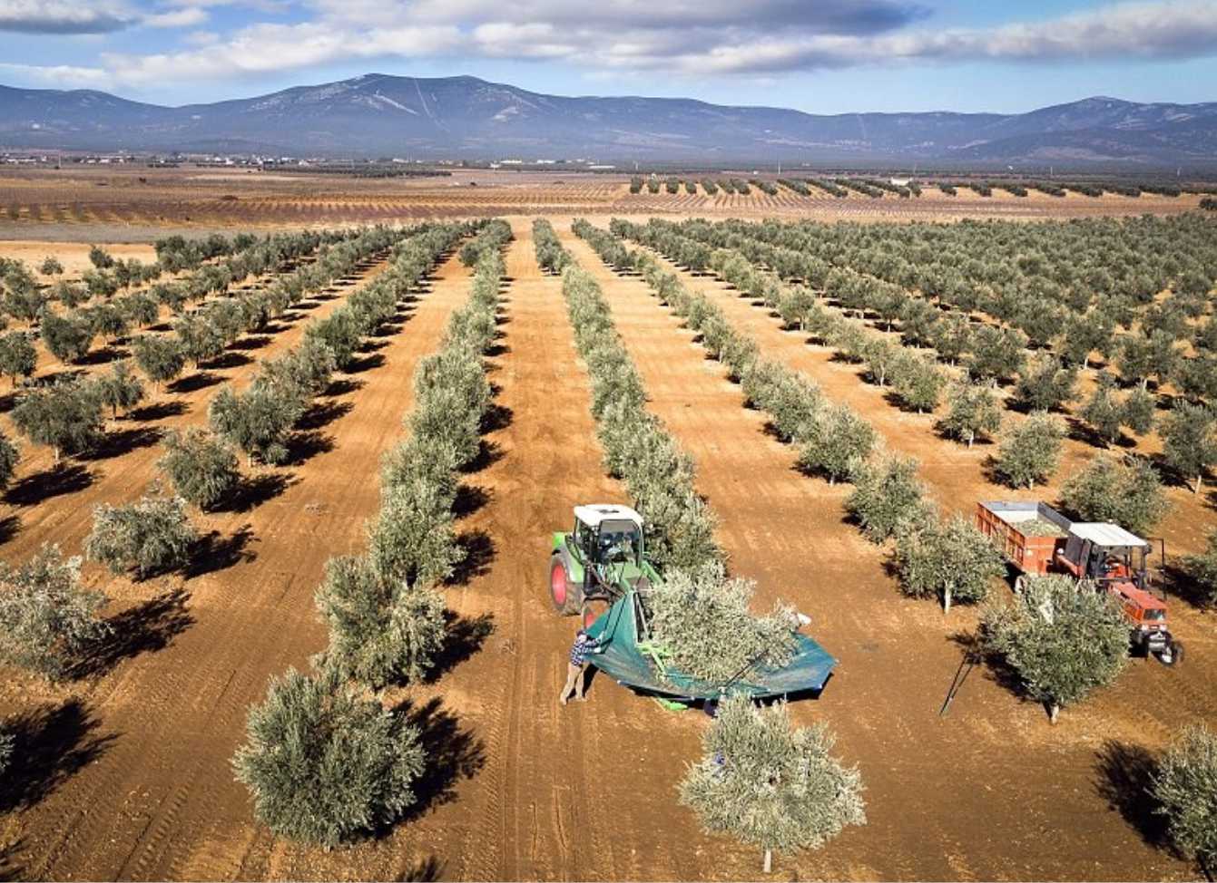 Why Import Olive Oil from Turkey? A Guide for Global Buyers