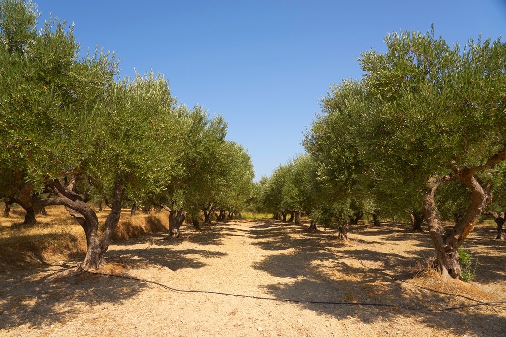 Why Türkiye’s Aegean Region Is Perfect for Olive Investment