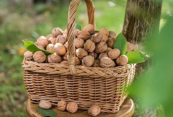 Is Walnut Farm a Good Investment?