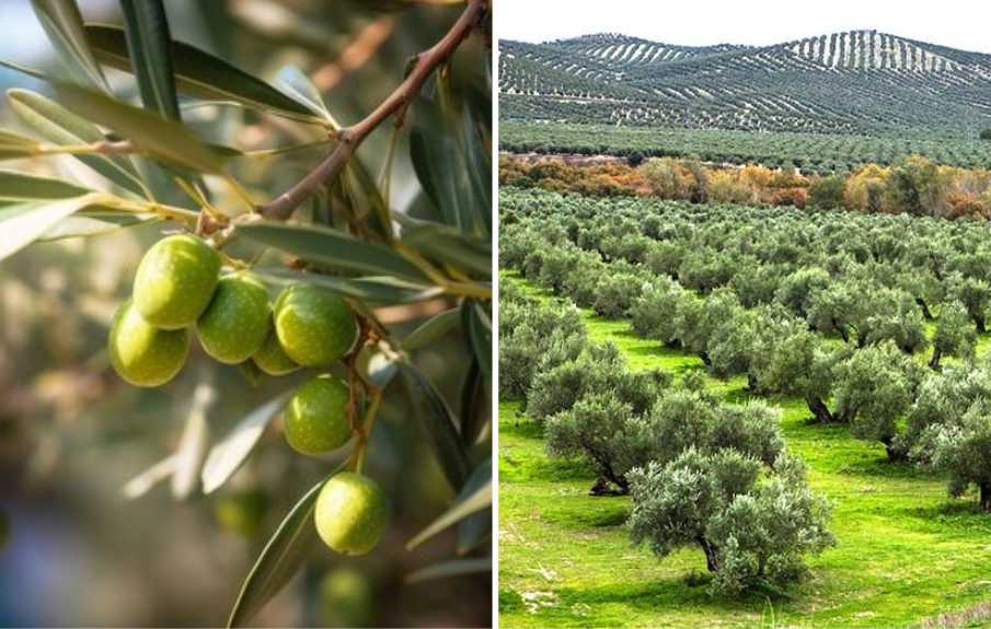 The first olives of Surrey: a sign of change in UK agriculture