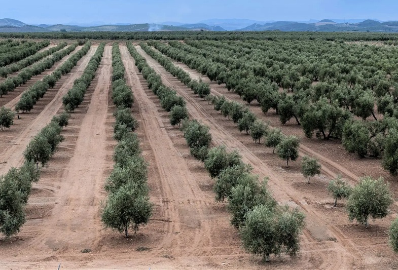 Land Is Limited. Türkiye’s Olive Land Is Legendary: Here's Why