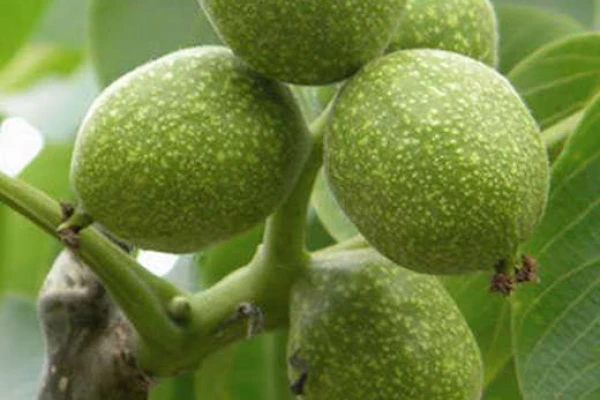 Professional Walnut Agricultural Land Investment