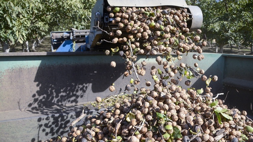 What is the Profit Per Hectare of Walnuts?