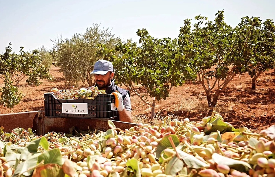 How profitable is a pistachio farm?