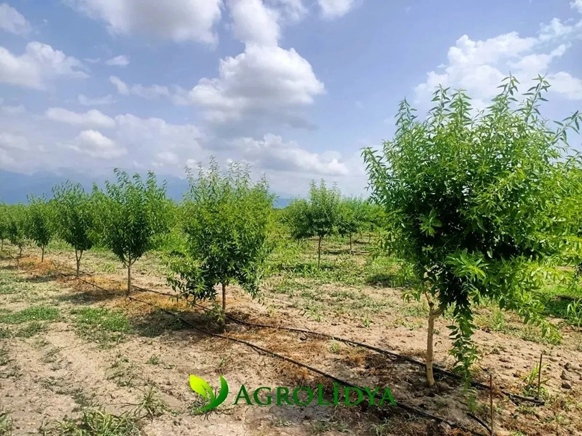 Is Almond Tree Farming Profitable?