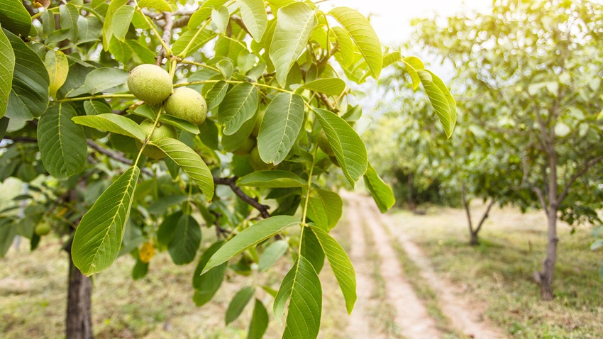 Professional Walnut Agricultural Land Investment