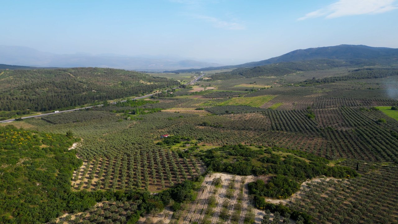Best Regions for Olive Investment in Turkey