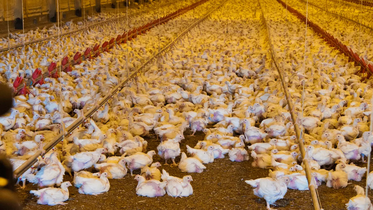 Poultry Farming Investment: Returns, Costs, and Opportunities in Modern Chicken Farming