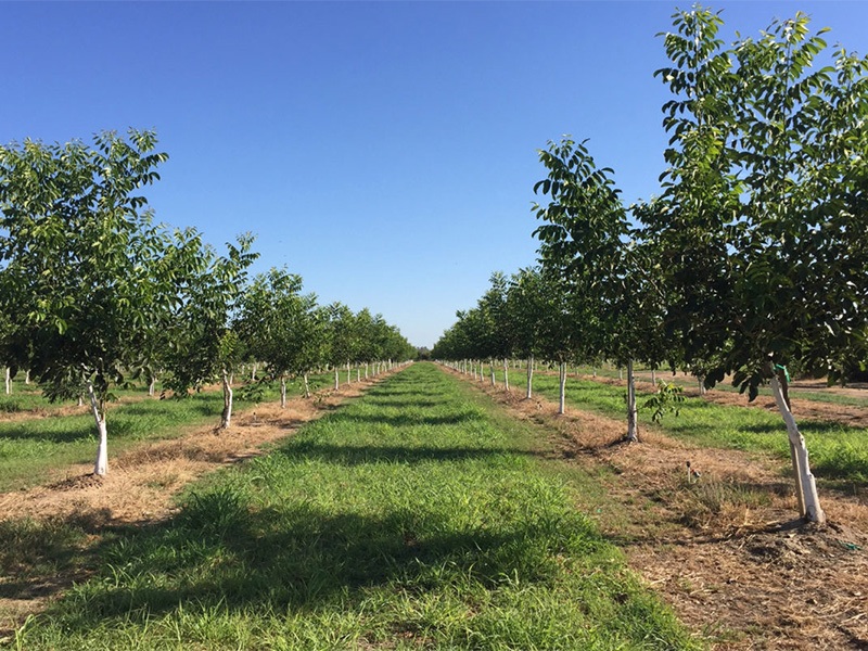 Is Walnut Tree Farming Profitable?