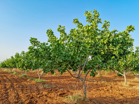 Is Pistachio Farm a Good Investment?