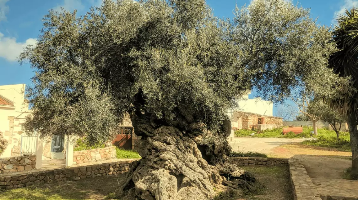 Is Olive Farming Profitable A Complete 2025 Guide on ROI, Tree Longevity and Why the Olive Tree Is a Blessed Investment