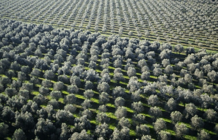 The Best Olive Farmland in Europe? Look to Turkey