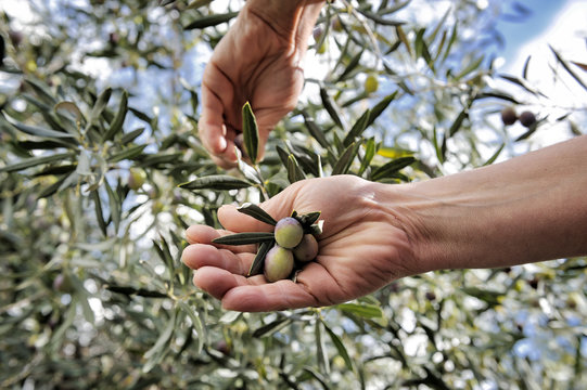 Is Olive Farm a Good İnvestment?