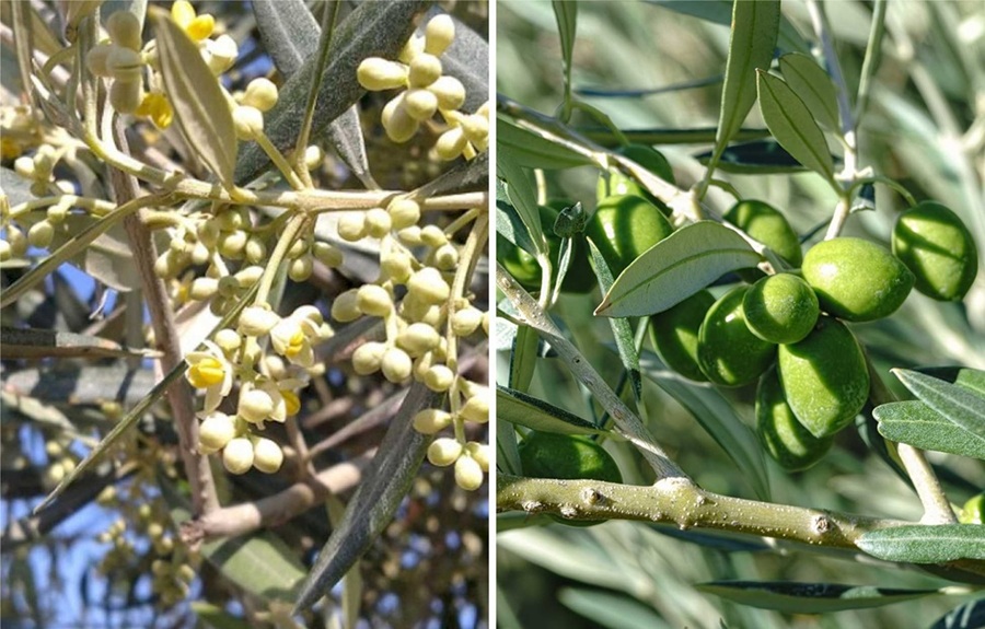 Hojiblanca Olive: The Andalusian Jewel with Turkish Potential
