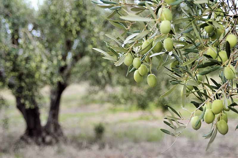 How to Turn a Small Plot in Türkiye into a Profitable Olive Oil Business