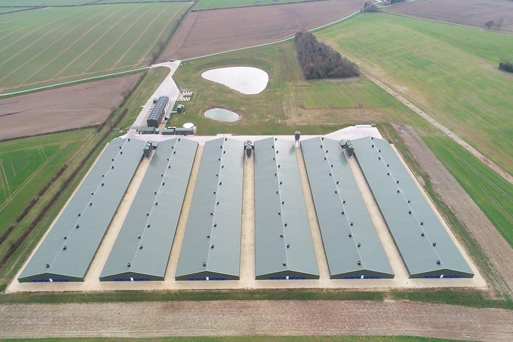 Broiler Production Investment in Turkey