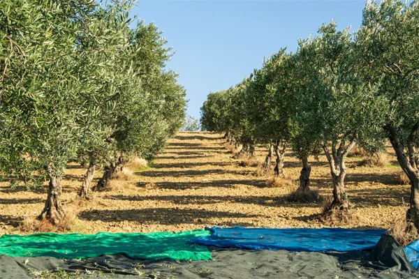 Why Olive Farmland Is a Smart Long-Term Investment