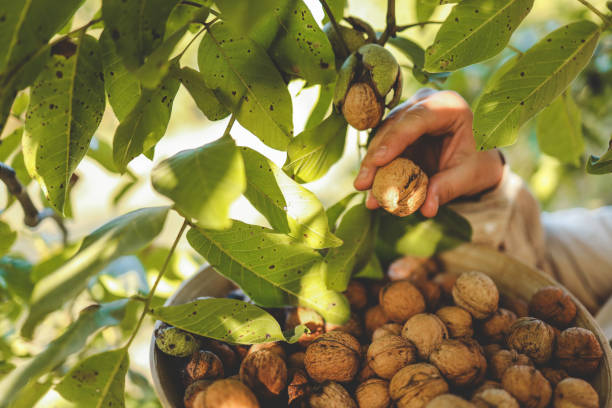 5 Reasons Why Walnut Farms Are A Good Investment In Turkey