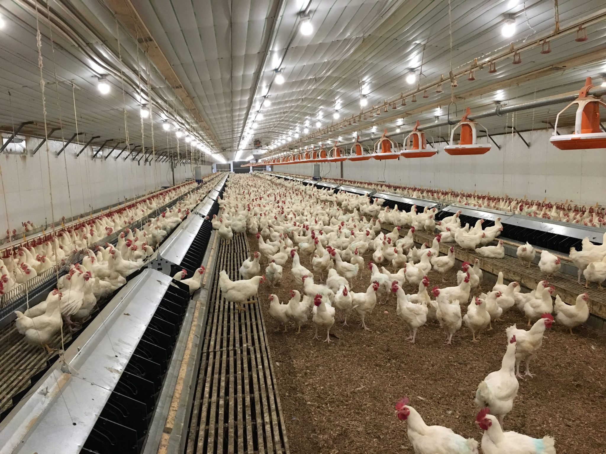 Poultry Farms: Modern Poultry Farming and Solar-Powered Farm Projects