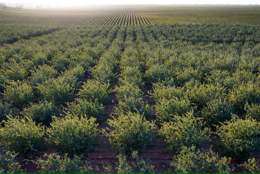 Almond Agricultural Land Investment in Turkey