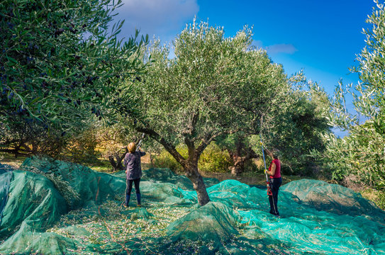 Is Olive Tree Farming Profitable?