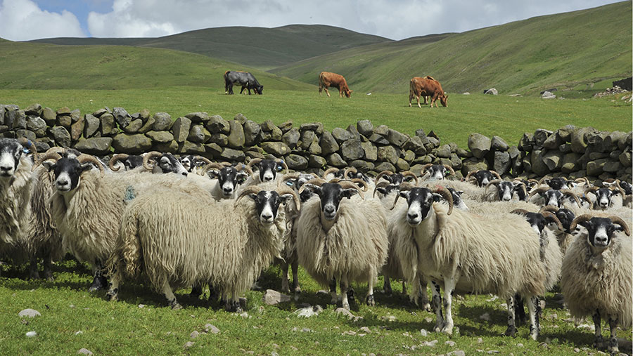 UK Livestock Farm Investment: Why Cattle and Sheep Farming Remain Core Agricultural Assets in Britain