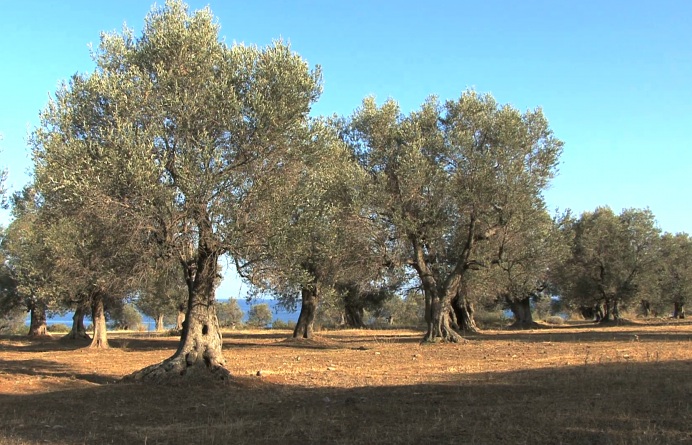 Olive Trees: A Long-Term Investment That Grows Over Time