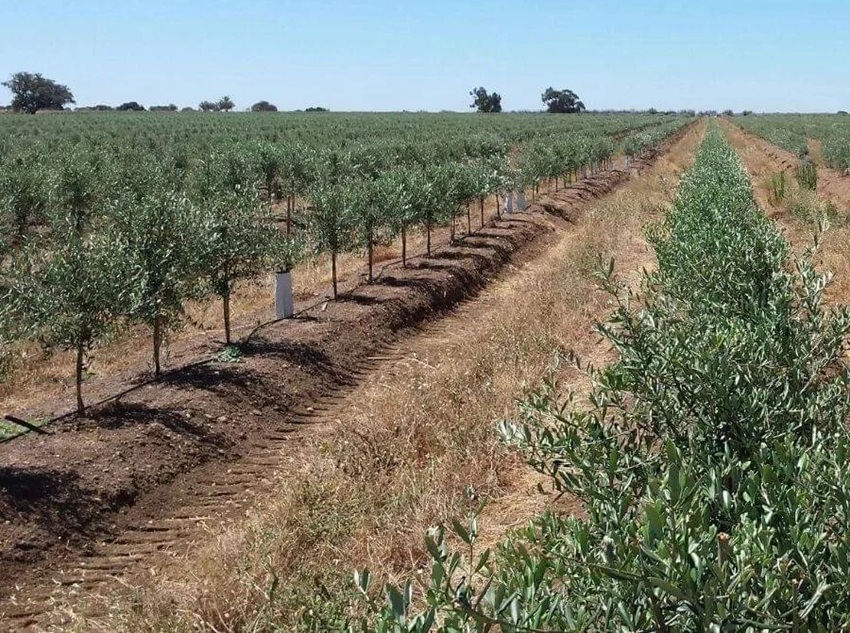 What is the Profit Per Acre of Olives?