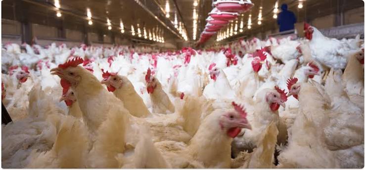 Industrial Poultry Farming Guide: Invest in Automated Units