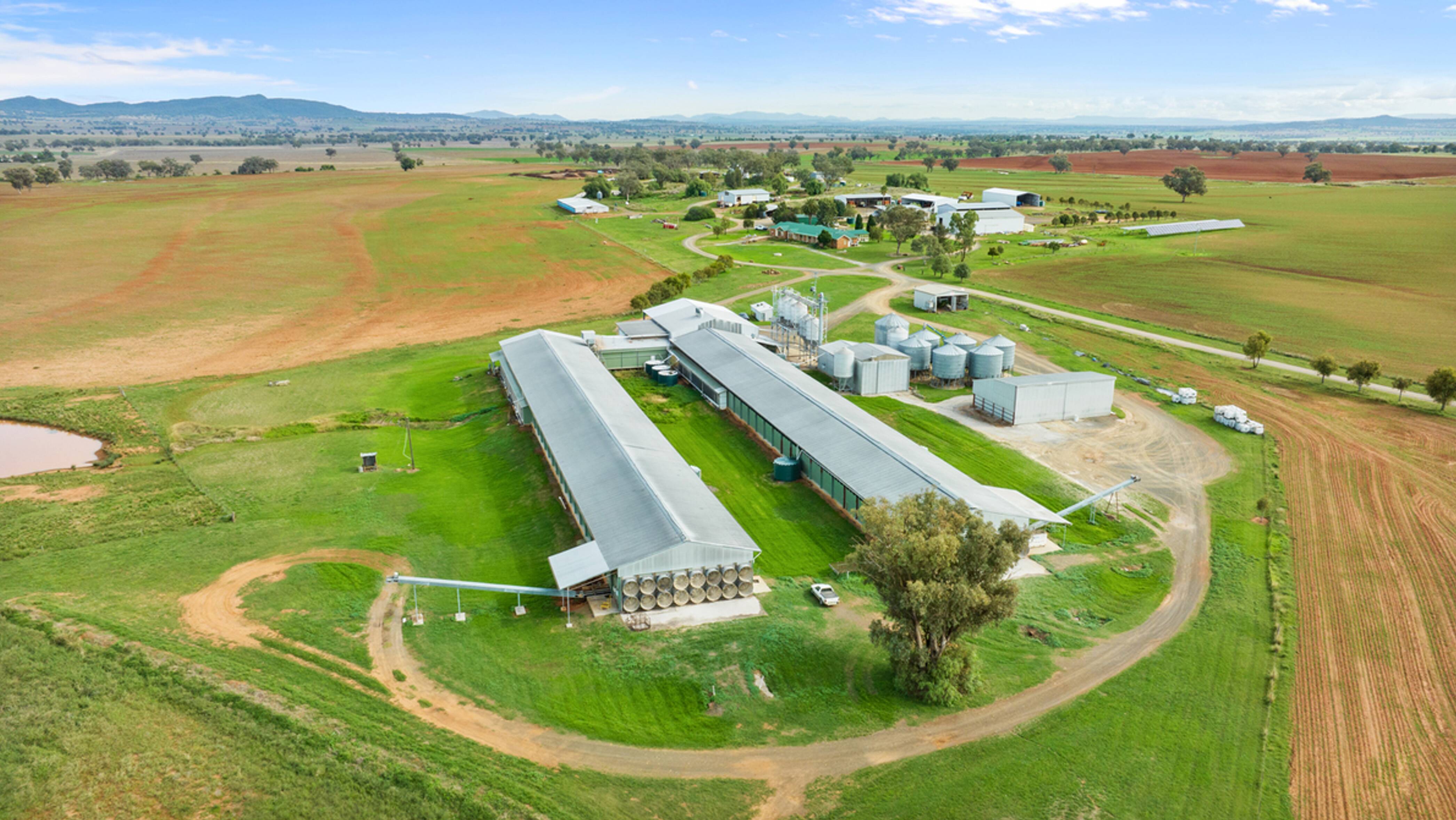 Poultry Farm Investment in Romania: 2026 EU Investor Guide