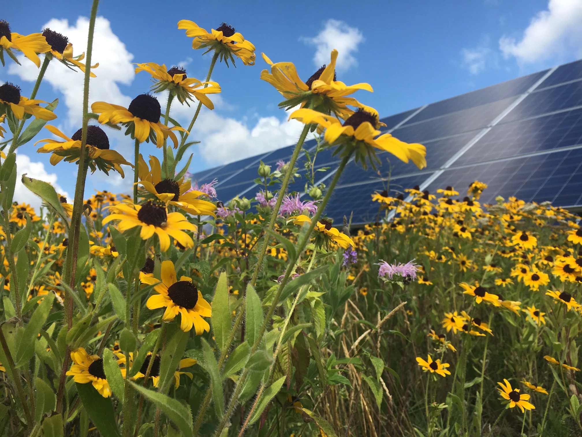 How Much Does a Solar Farm Cost in Europe? 2026 Breakdown