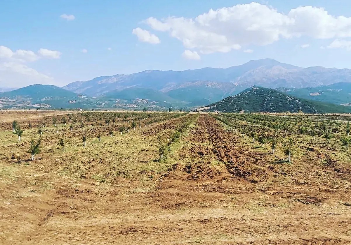 New Almond Orchard Project - Türkiye, Mugla