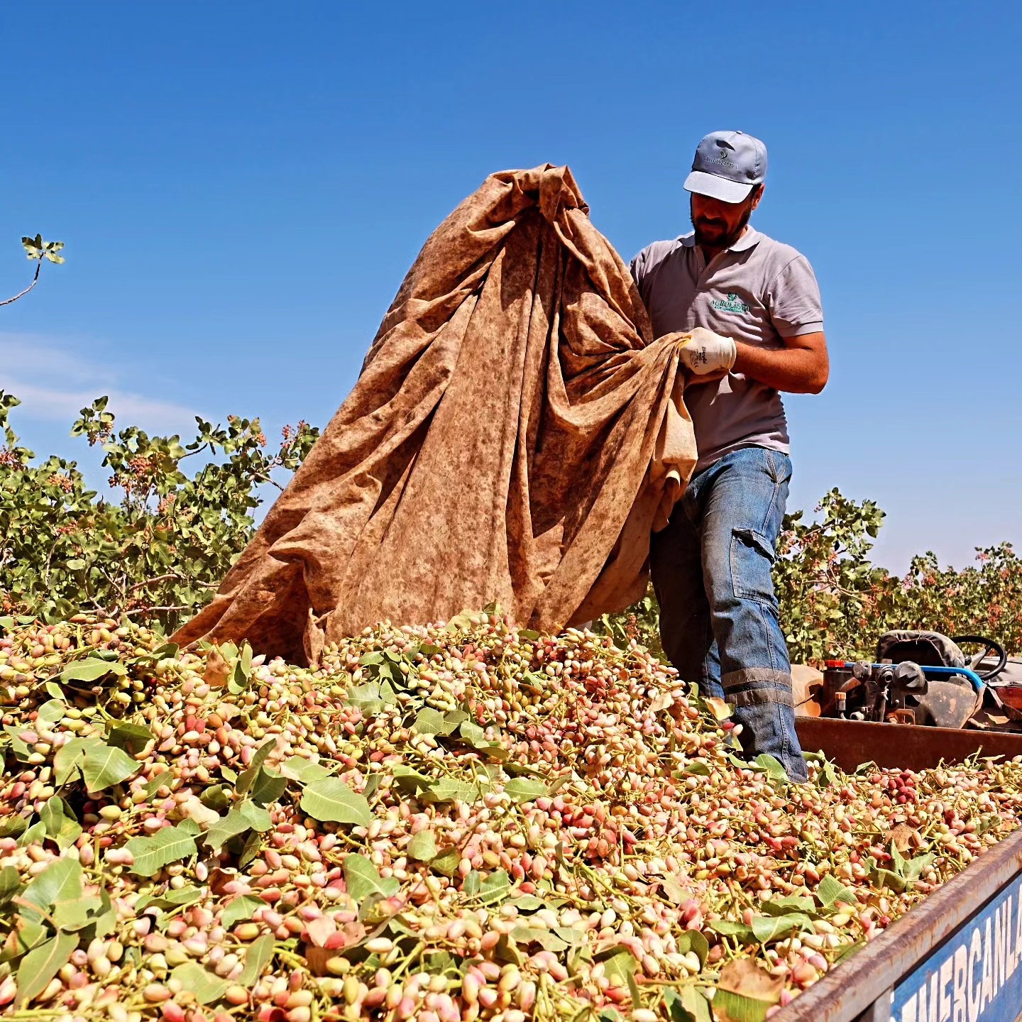 A sweet rush in our pistachio orchards.