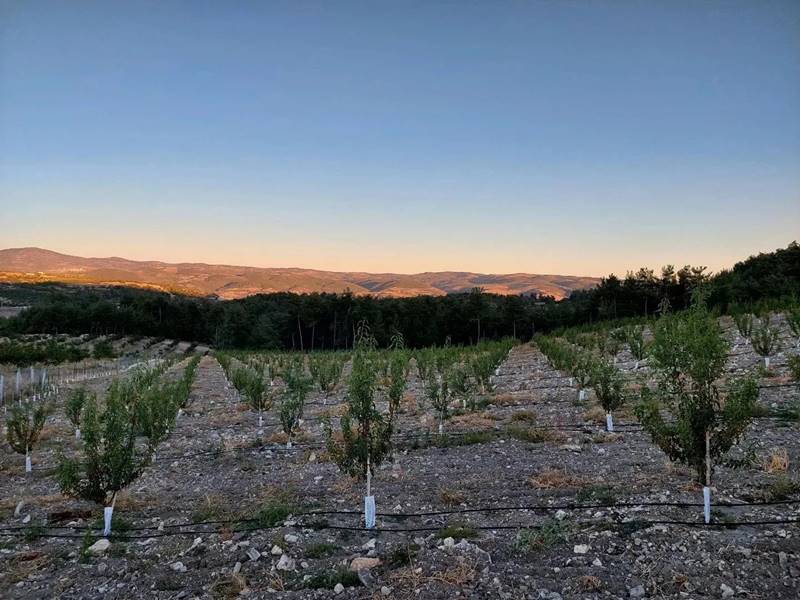 Our almond orchard planted in February 2022.