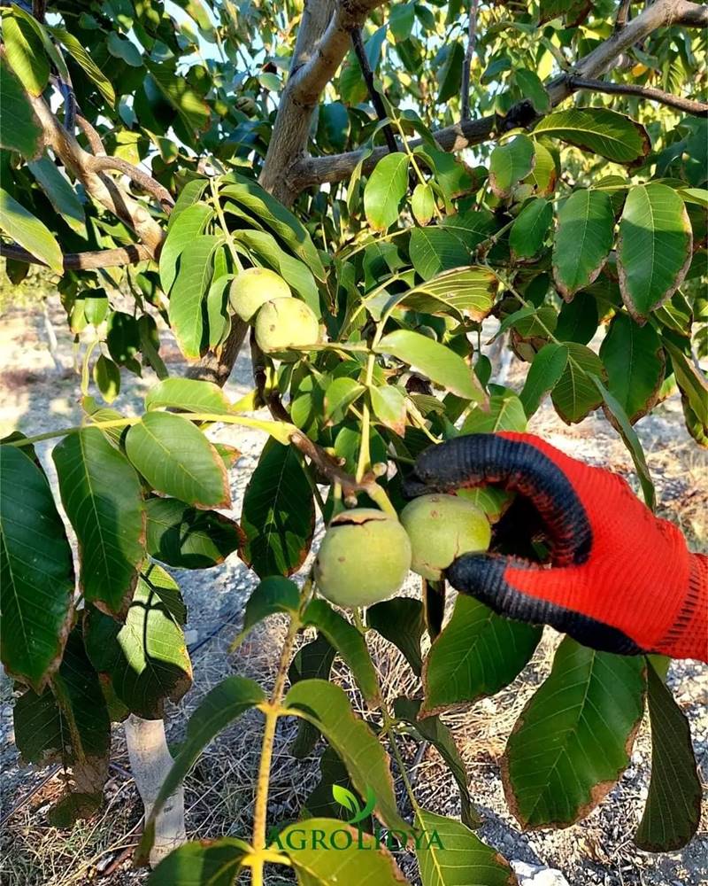 Harvest time in our walnut farmlands.