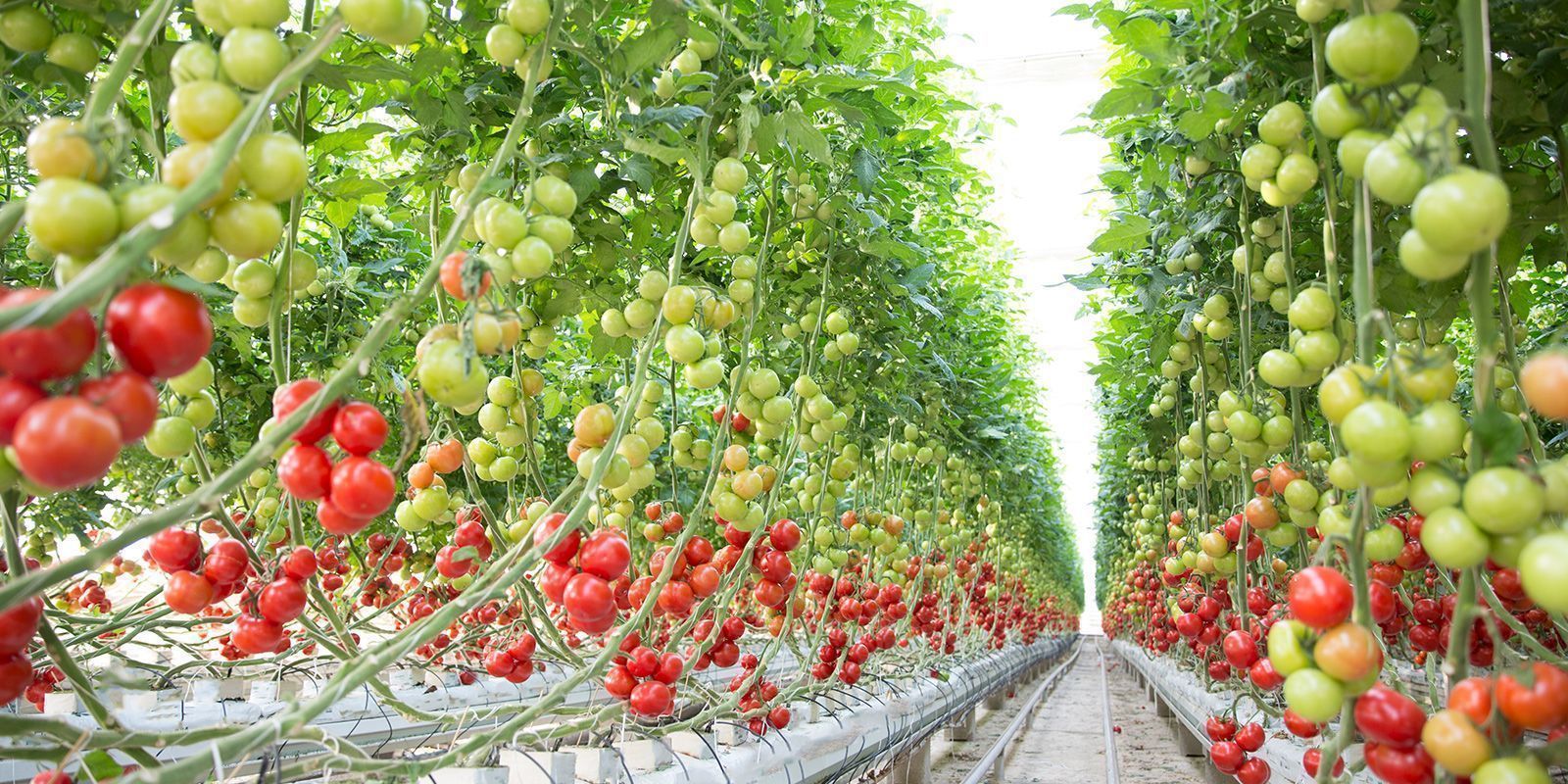 Greenhouse Investment