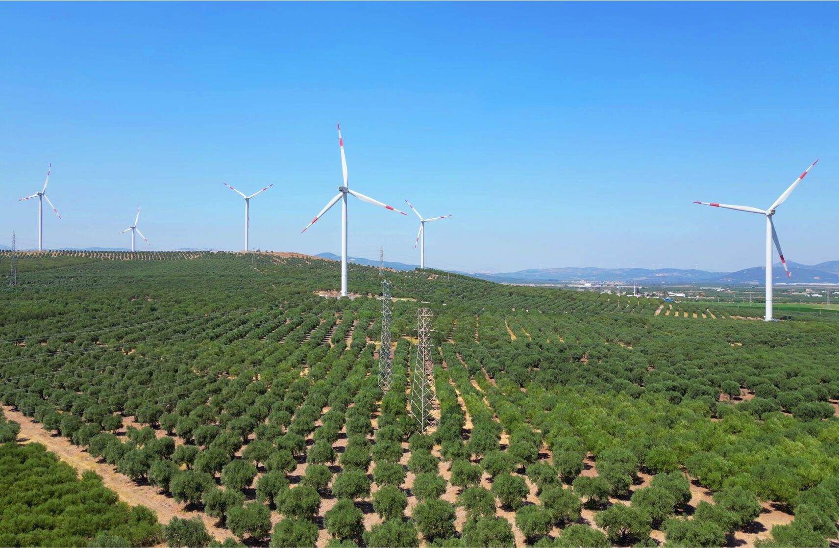 Why invest in olive farmland in Turkey
